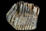 Fossil Palaeoloxodon Molar - Hungary #111822-2